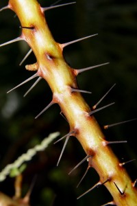 Swati felt like being on a bed of thorn as long as she was with him.